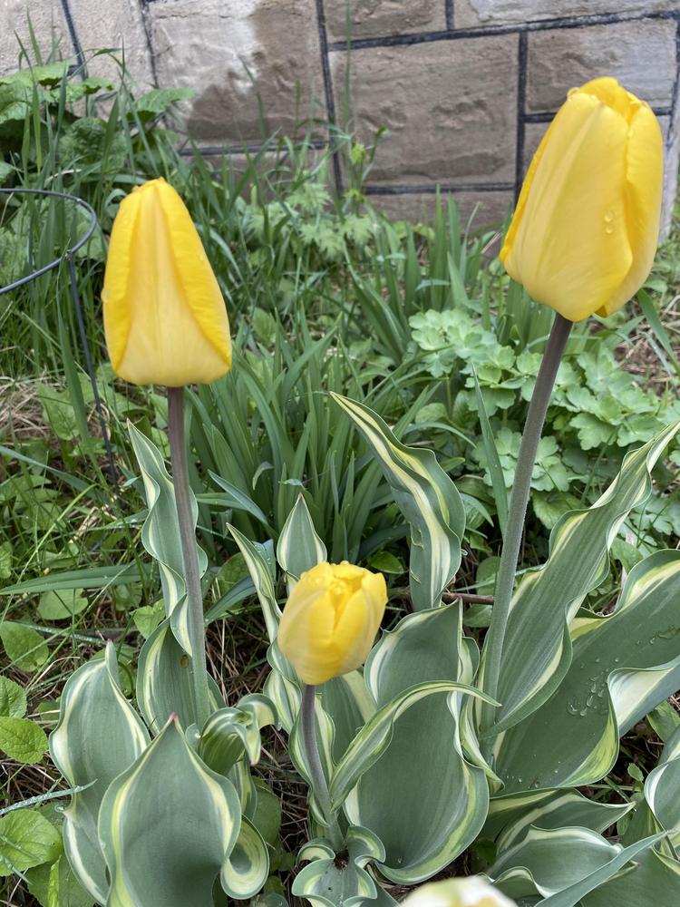 Photo of Darwin Hybrid Tulip (Tulipa 'Yellow Wave') uploaded by androchore