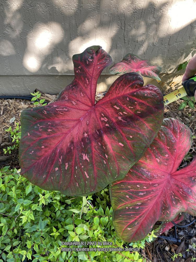 Photo of Fancy-leaf Caladium (Caladium 'Red Flash') uploaded by ardesia