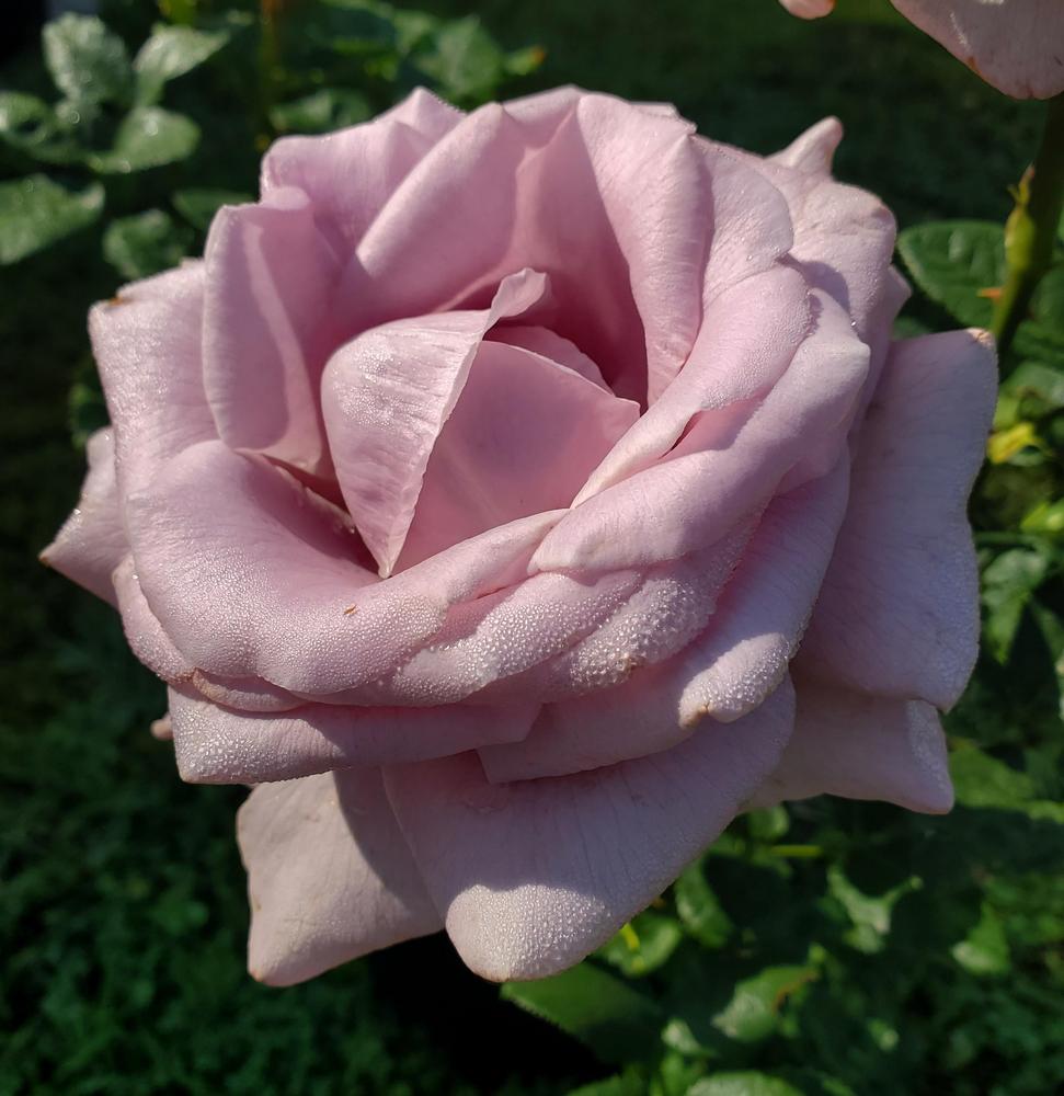 Photo of Rose (Rosa 'Neptune') uploaded by emory676