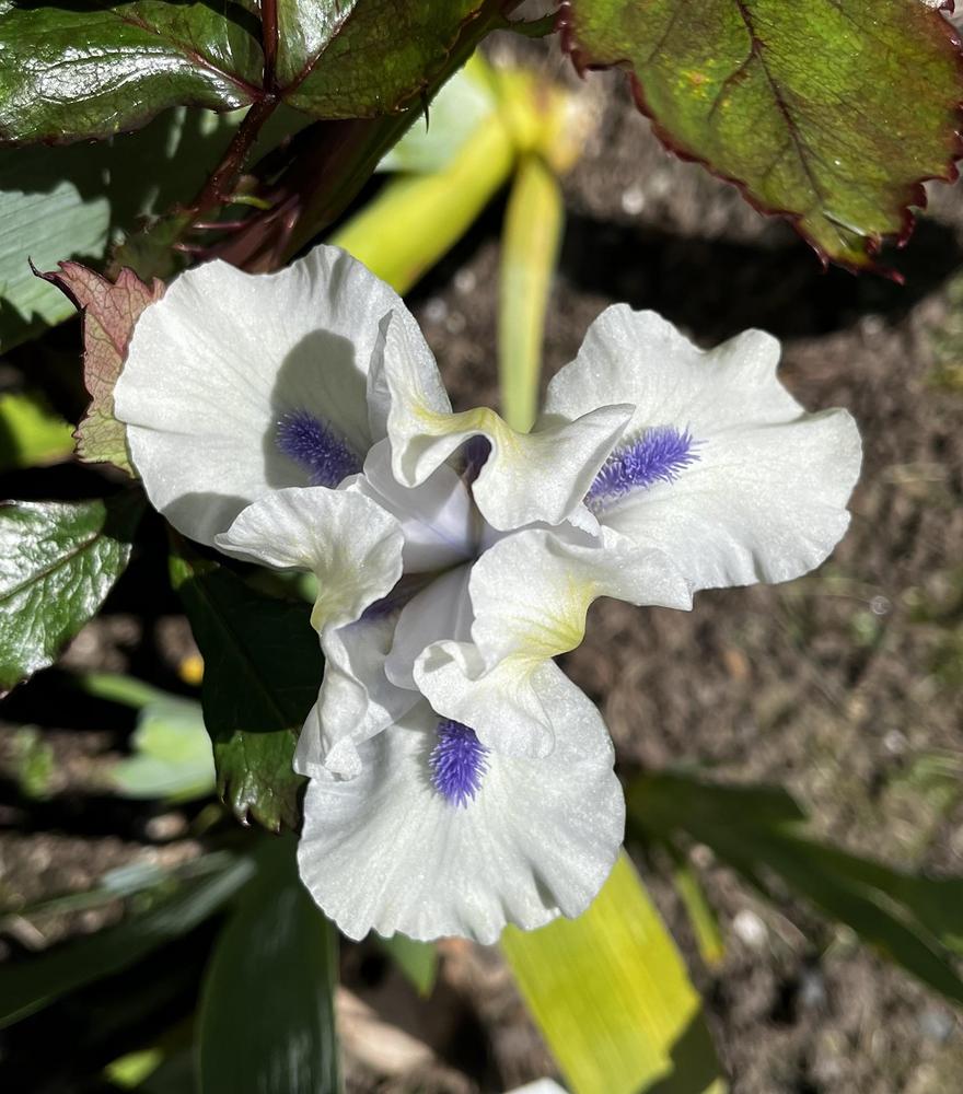 Photo of Standard Dwarf Bearded Iris (Iris 'Bluebeard's Ghost') uploaded by imnotmike