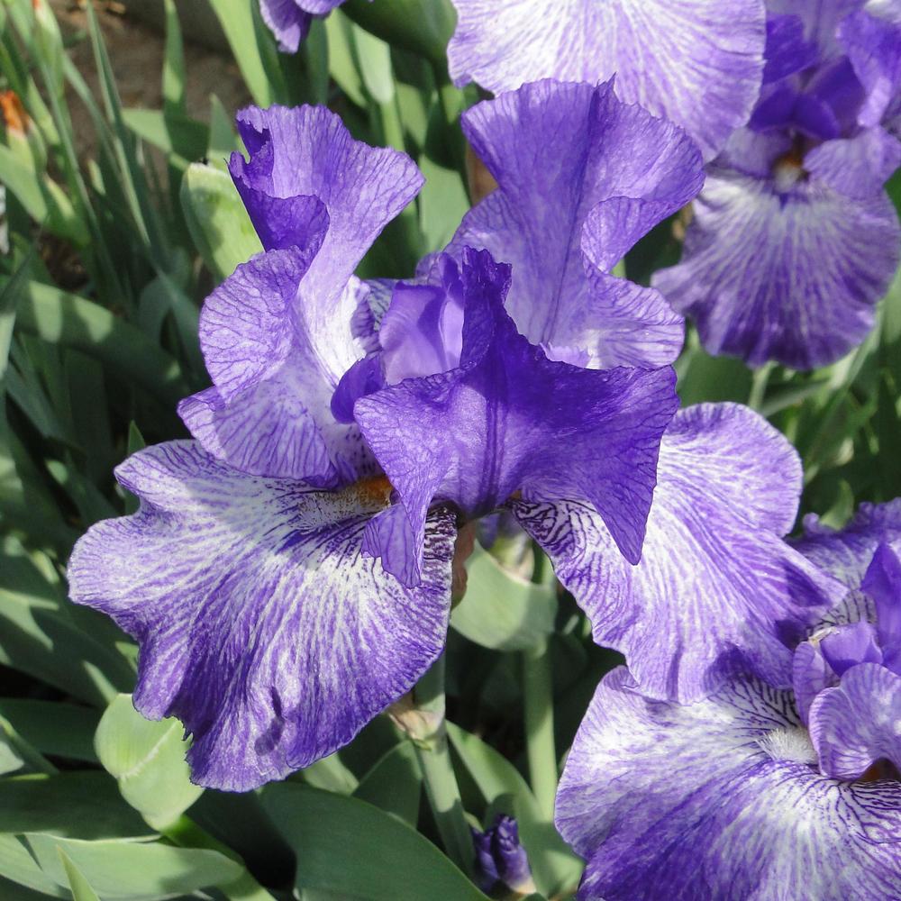 Photo of Tall Bearded Iris (Iris 'My Generation') uploaded by lauriemorningglory