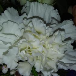 Location: Opp, AL  Z8b
Date: 2023-05-13
Carnation in florist bouquet.  The petals have "inner glitter."