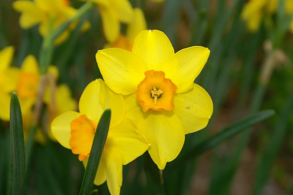 Photo of Daffodil (Narcissus 'Bunting') uploaded by scvirginia