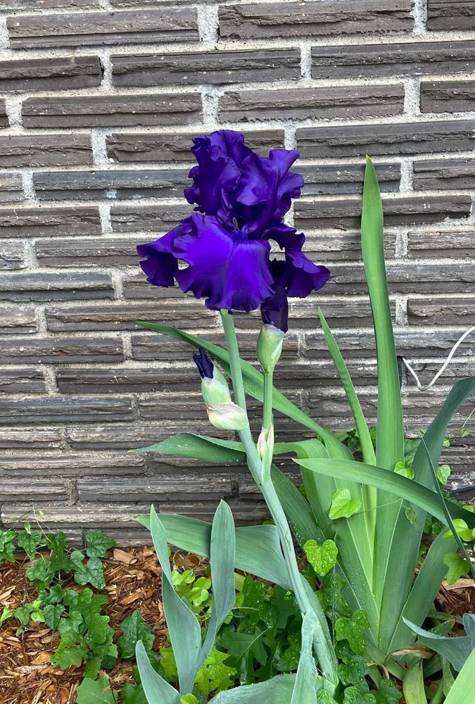 Photo of Tall Bearded Iris (Iris 'Dusky Challenger') uploaded by txtreehugger