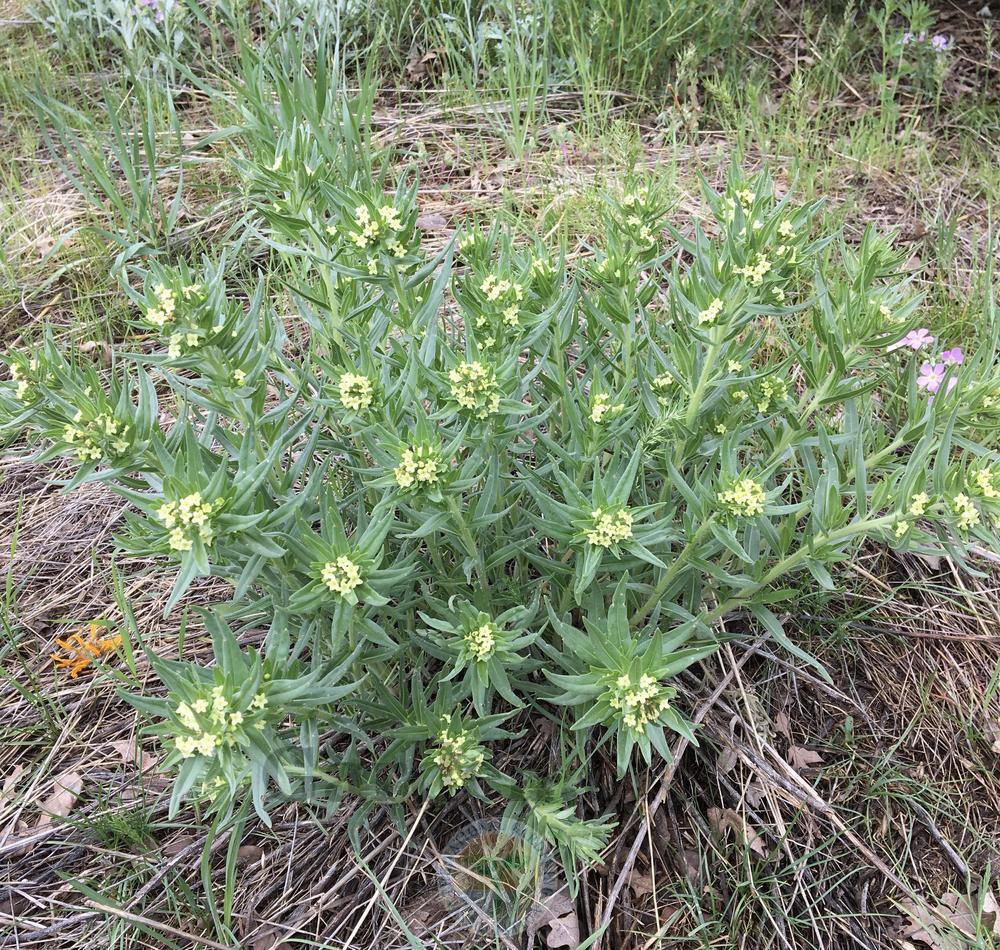 Photo of Western Gromwell (Lithospermum ruderale) uploaded by BlueOddish