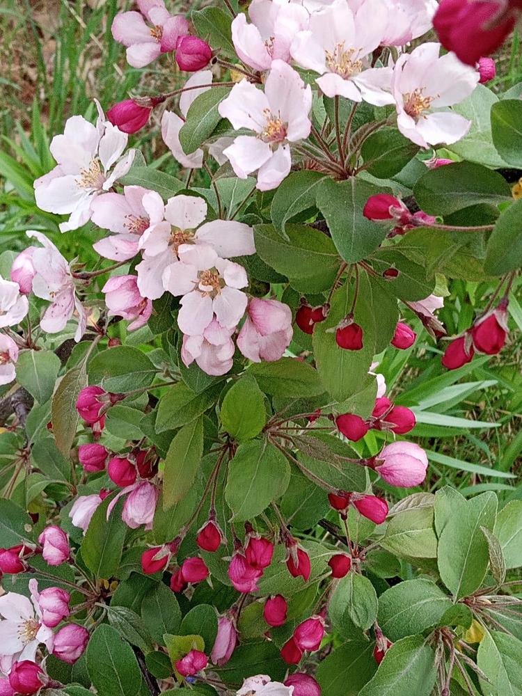 Photo of Flowering Crabapple (Malus 'Indian Summer') uploaded by Elfenqueen