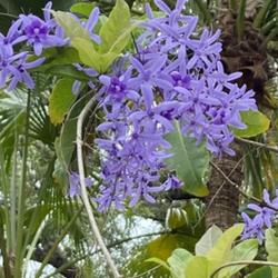 Location: Busch Gardens, Tampa, Florida
Date: 2023-05-14
Lovely bluish purple blooms of Queen’s Wreath.