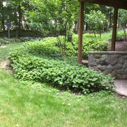 Location: Home
Date: July
I love our Lance Corporals. Make a lovely tall ground cover. Inva
