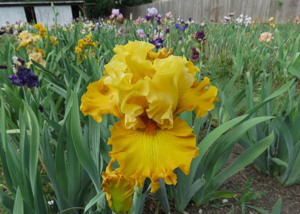 Photo of Tall Bearded Iris (Iris 'Butterscotch Bliss') uploaded by KentPfeiffer