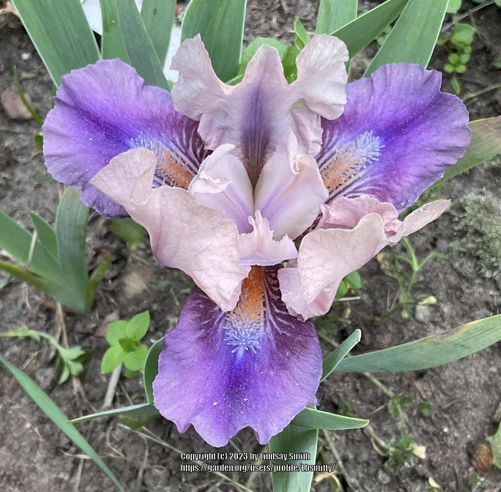 Photo of Standard Dwarf Bearded Iris (Iris 'Pause') uploaded by Lbsmitty