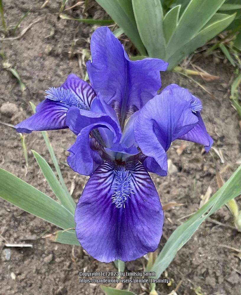 Photo of Standard Dwarf Bearded Iris (Iris 'Smell the Roses') uploaded by Lbsmitty