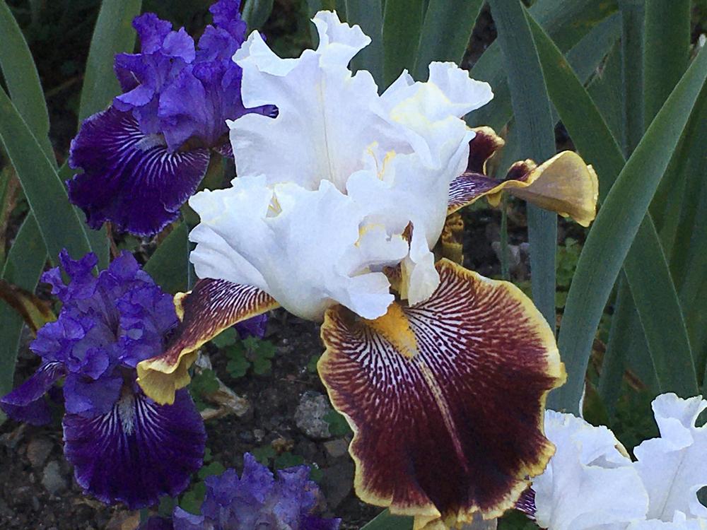 Photo of Tall Bearded Iris (Iris 'Carousel of Dreams') uploaded by Neela
