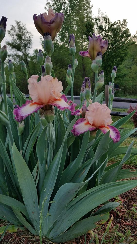 Photo of Tall Bearded Iris (Iris 'Come Away with Me') uploaded by RootedInDirt
