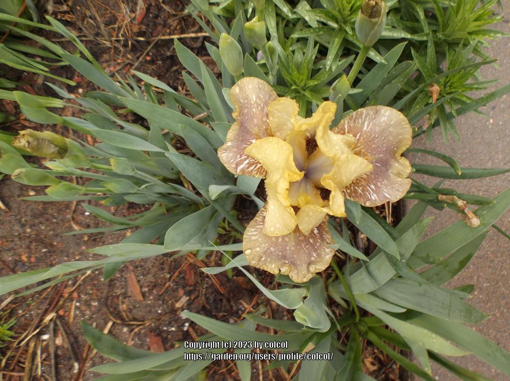 Photo of Intermediate Bearded Iris (Iris 'Aardvark Antickz') uploaded by colcol