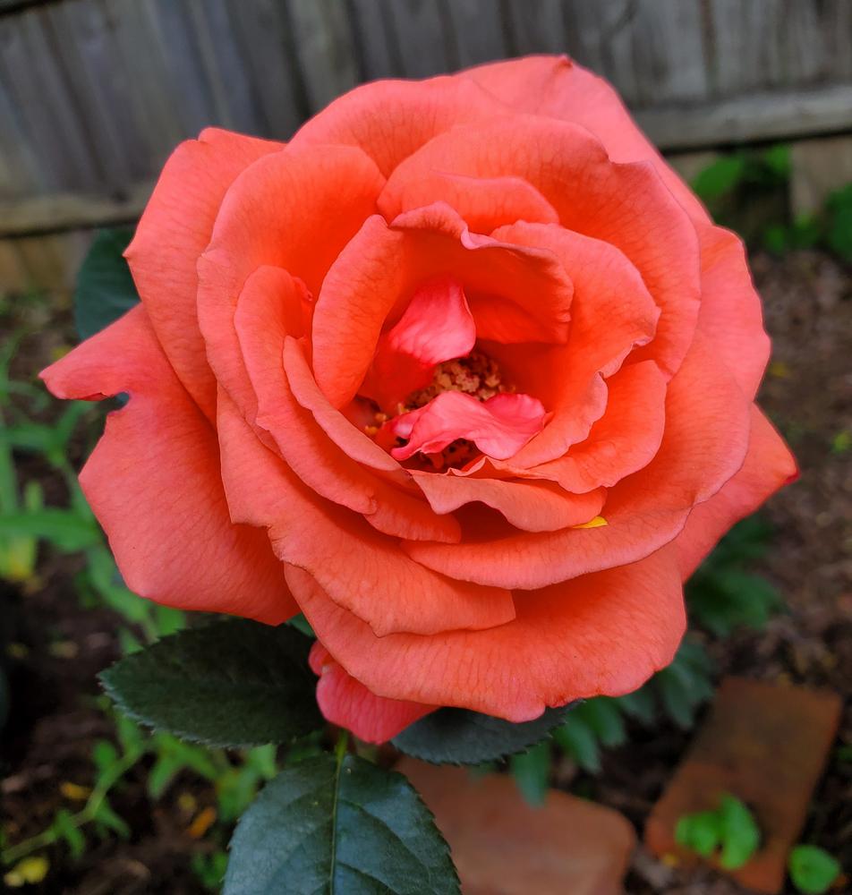 Photo of Rose (Rosa 'Tropicana') uploaded by emory676