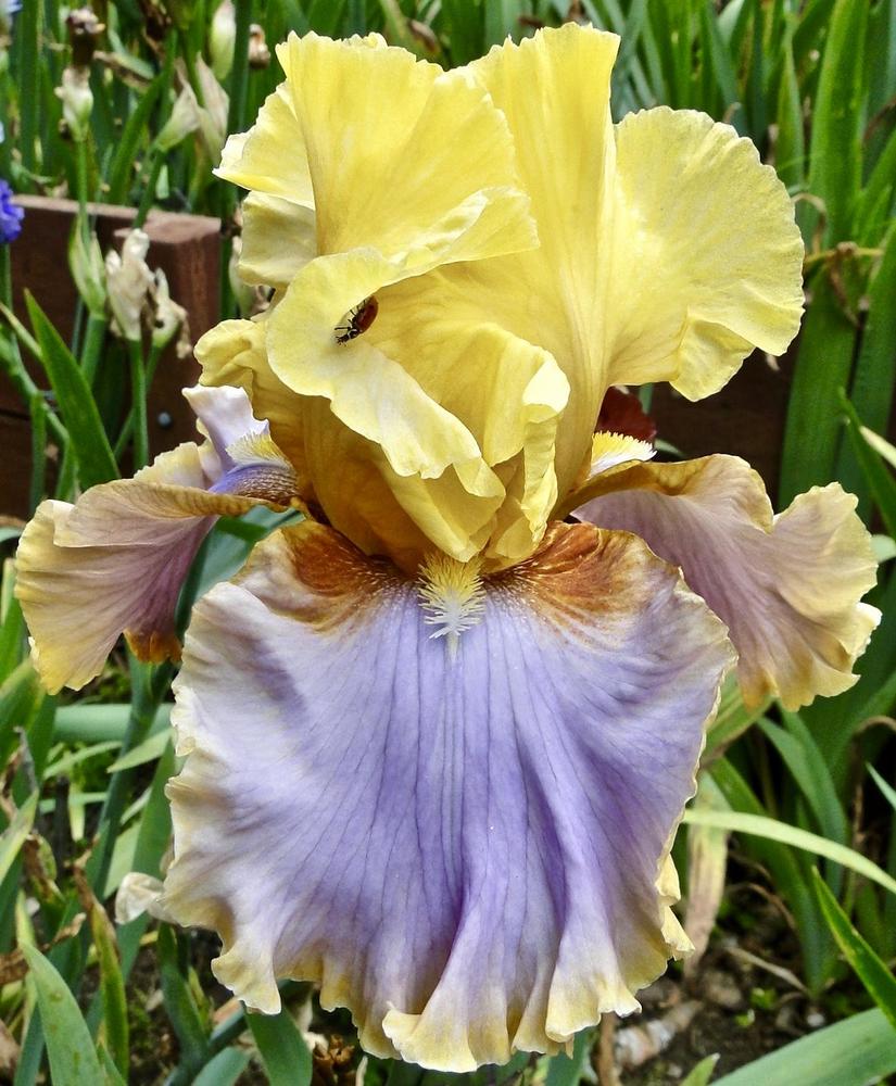 Photo of Tall Bearded Iris (Iris 'Waimea Canyon Sunrise') uploaded by golden_goddess