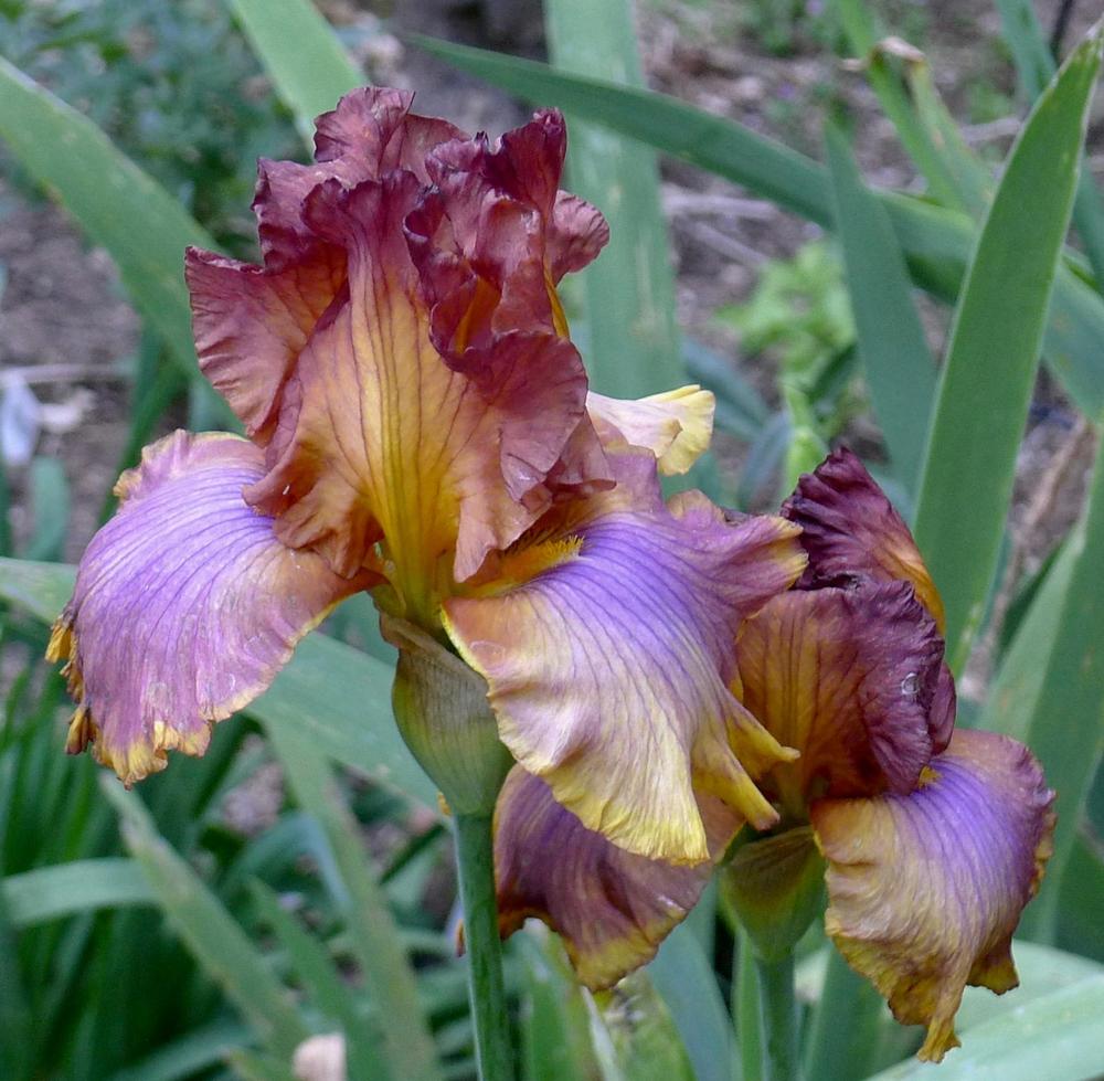 Photo of Tall Bearded Iris (Iris 'Prairie Splendor') uploaded by janwax