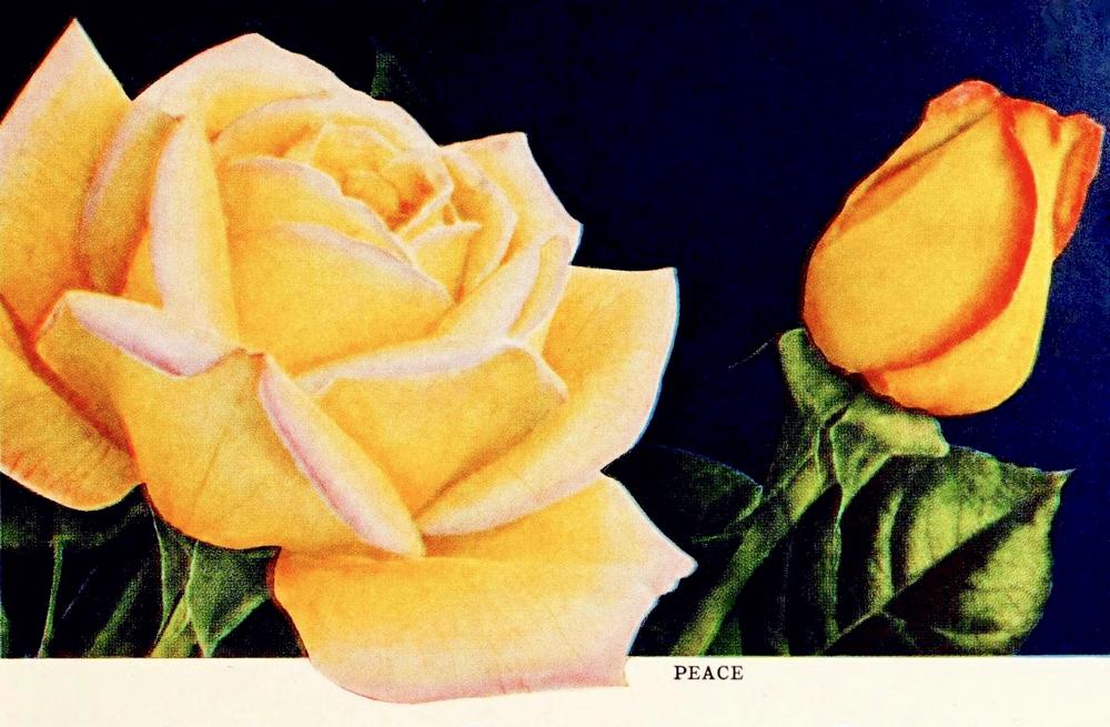 Photo of Hybrid Tea Rose (Rosa 'Peace') uploaded by scvirginia