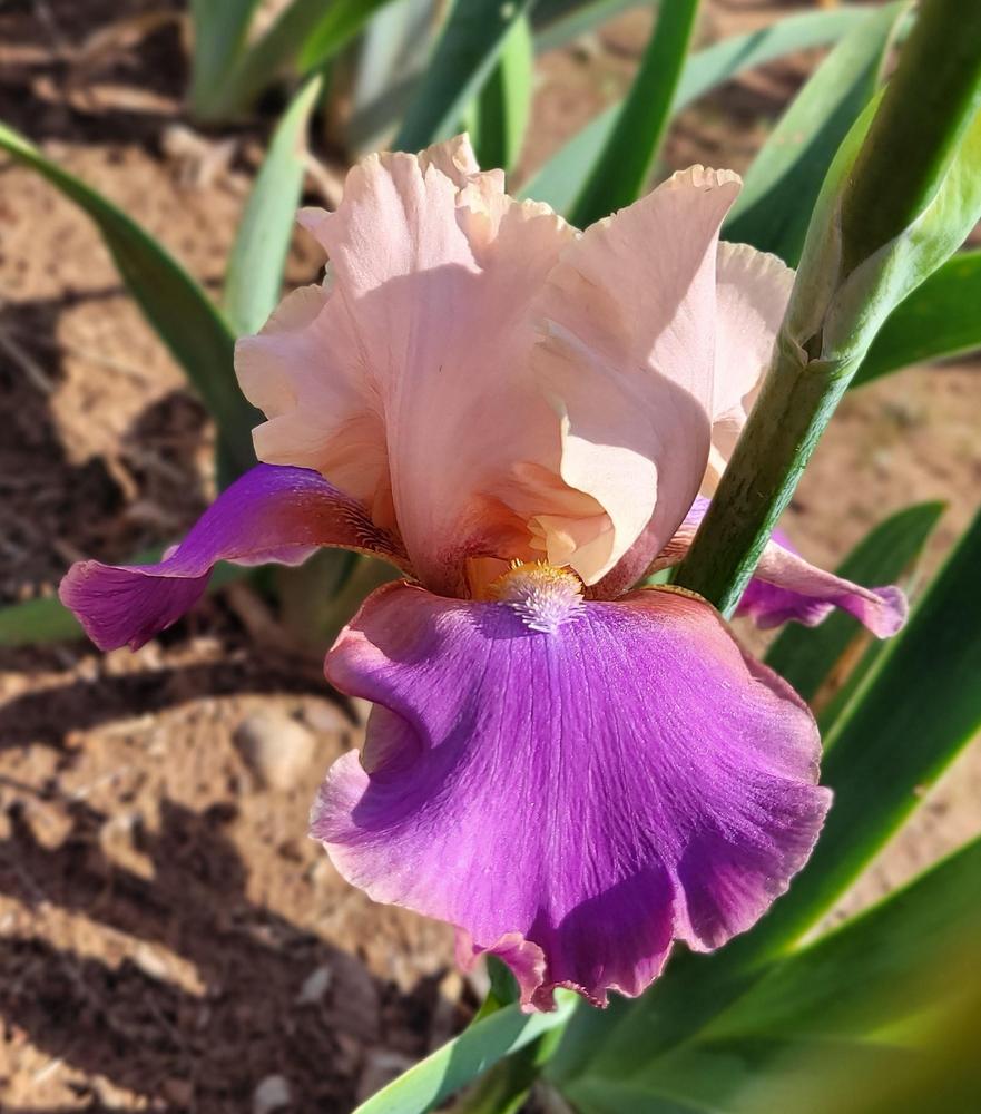 Photo of Tall Bearded Iris (Iris 'Sentimental Rose') uploaded by Bitoftrouble