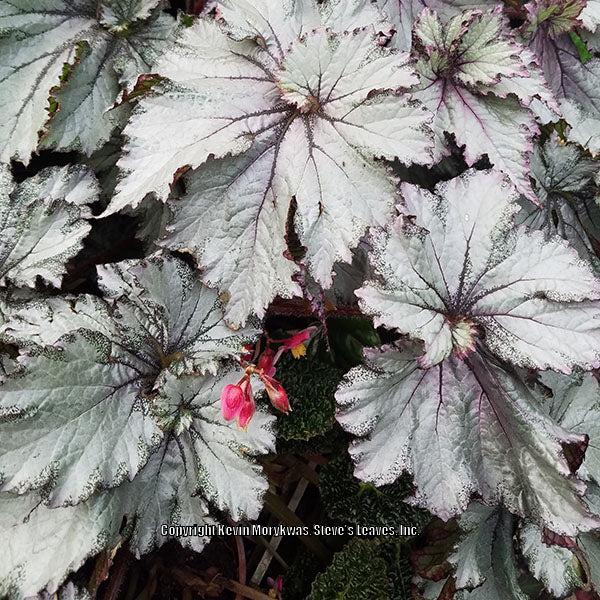 Photo of Begonia '50 Shades of Gray' uploaded by Calif_Sue