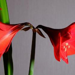 Location: St Helens
Date: 2023-05-15
Amaryllis In Bloom