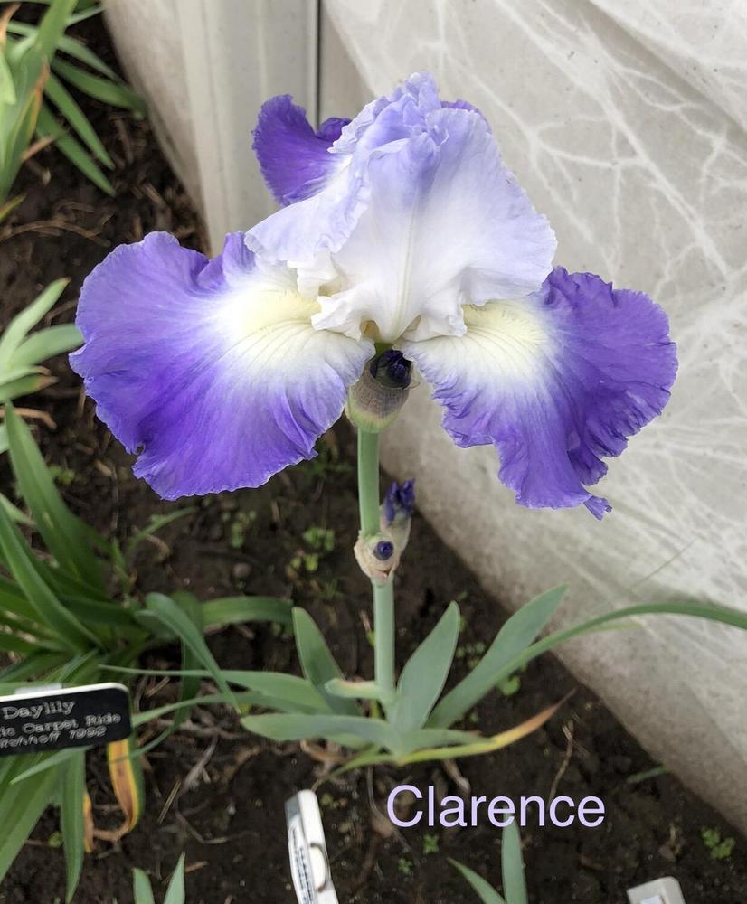 Photo of Tall Bearded Iris (Iris 'Clarence') uploaded by Lilydaydreamer