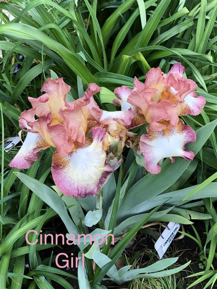 Photo of Tall Bearded Iris (Iris 'Cinnamon Girl') uploaded by Lilydaydreamer