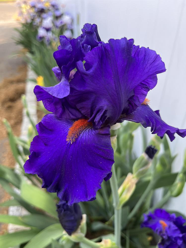 Photo of Tall Bearded Iris (Iris 'Paul Black') uploaded by MrsMud