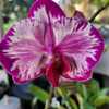 A truly beautiful phalaenopsis