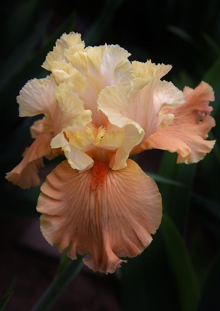 Photo of Tall Bearded Iris (Iris 'Rare Find') uploaded by Polka45