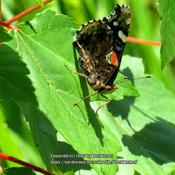 Red Admiral butterfly, Vanessa atatlanta, on Red Maple leaf on Ab
