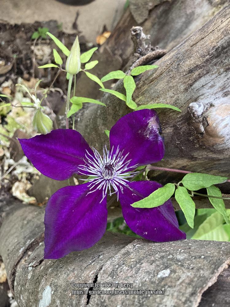 Photo of Clematis Amethyst Beauty™ uploaded by piksihk