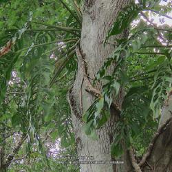 Location: Sebastian,  Florida
Date: 2023-05-15
Climbing a Maple Tree in the yard