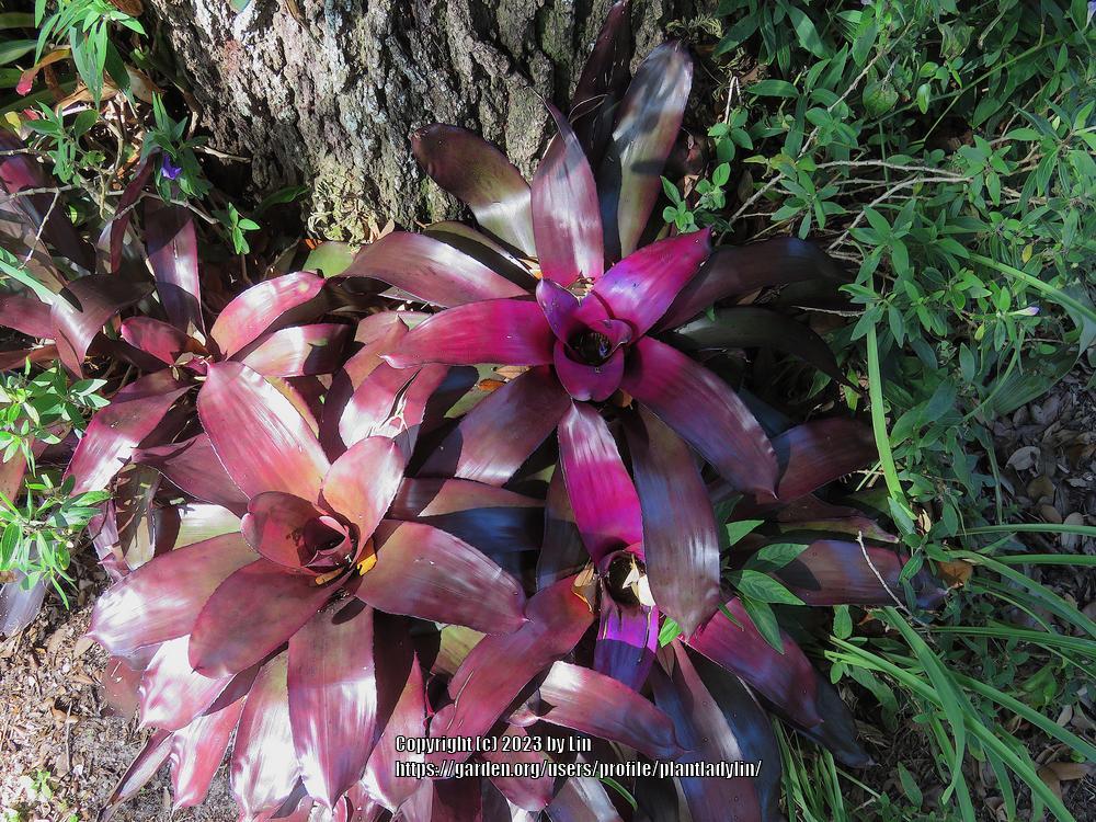 Photo of Bromeliad (Neoregelia) uploaded by plantladylin