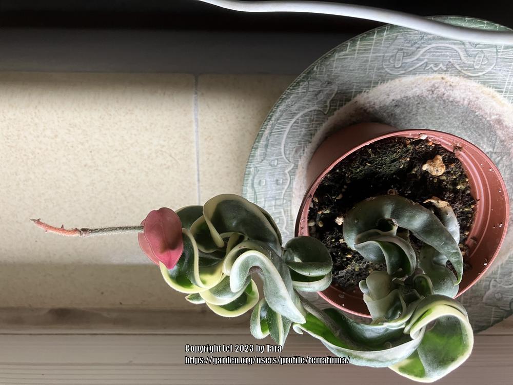 Photo of Wax Plant (Hoya carnosa 'Variegata') uploaded by terrafirma