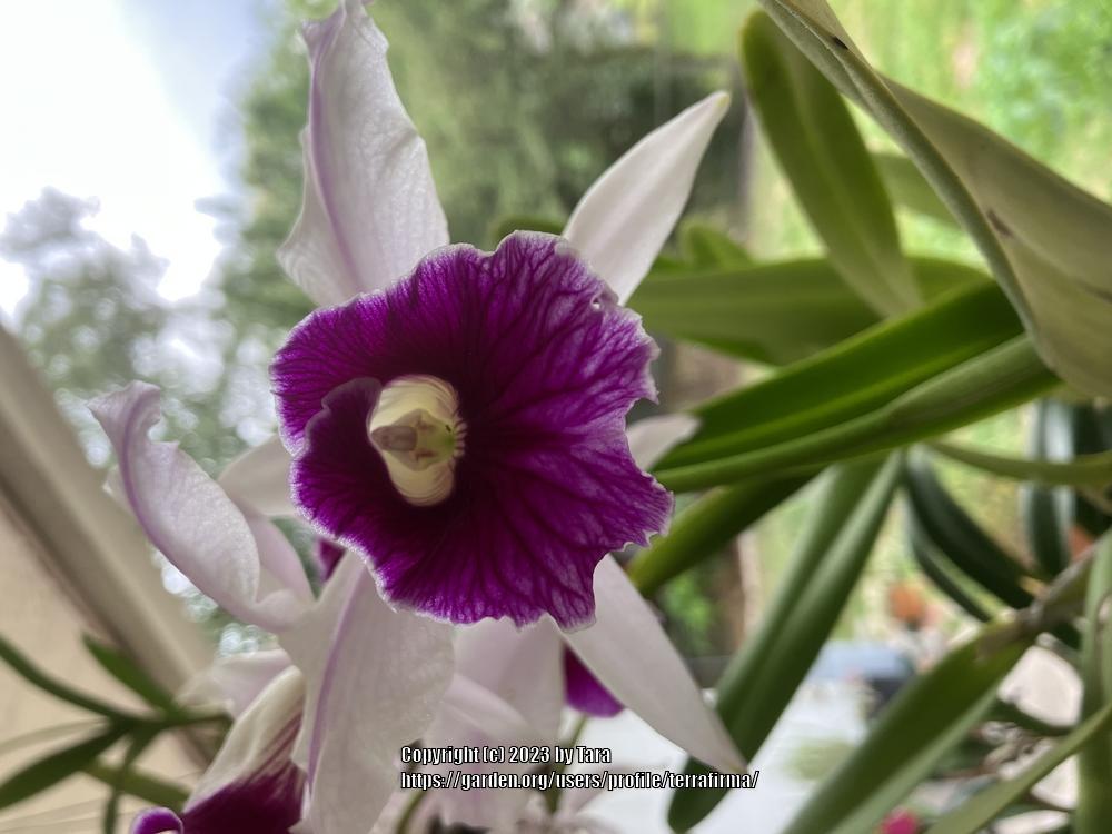 Photo of Orchid (Cattleya purpurata) uploaded by terrafirma