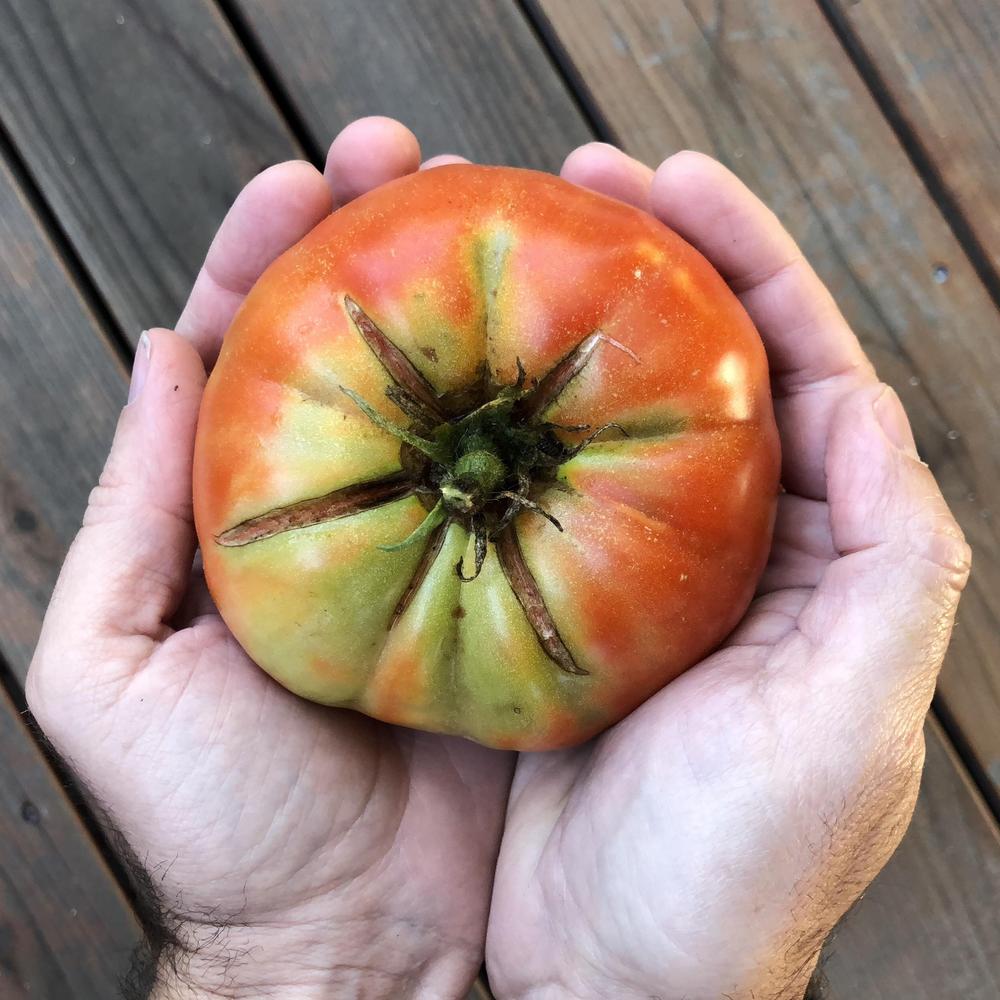 Photo of Tomato (Solanum lycopersicum 'Beefmaster') uploaded by Callahan90035