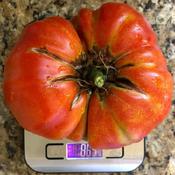 Beefmaster tomato weighing in at 865 grams (1 pound, 14 ounces).