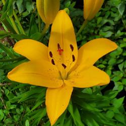 Location: Cary, North Carolina private garden
Date: 5/15/23
The true Lilies have begun to bloom in my gardens