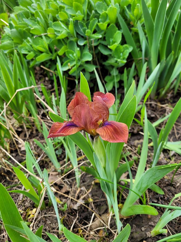 Photo of Standard Dwarf Bearded Iris (Iris 'On Fire') uploaded by Jumper2