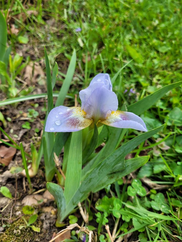 Photo of Standard Dwarf Bearded Iris (Iris 'Demence') uploaded by Jumper2