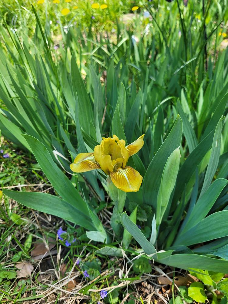 Photo of Standard Dwarf Bearded Iris (Iris 'Catamount') uploaded by Jumper2