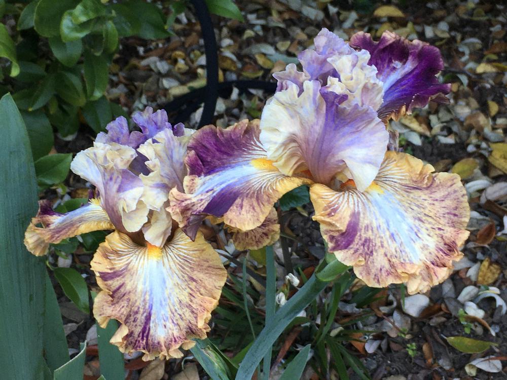 Photo of Tall Bearded Iris (Iris 'Big Break') uploaded by Neela