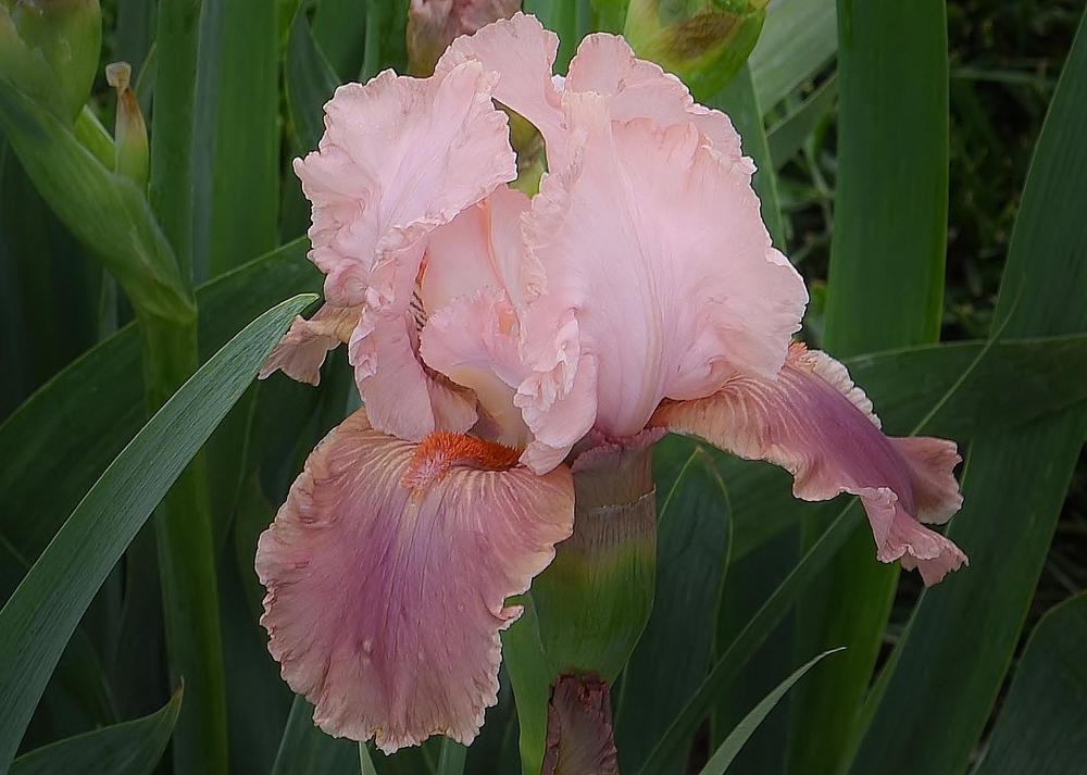 Photo of Intermediate Bearded Iris (Iris 'Go Chloe') uploaded by Polka45