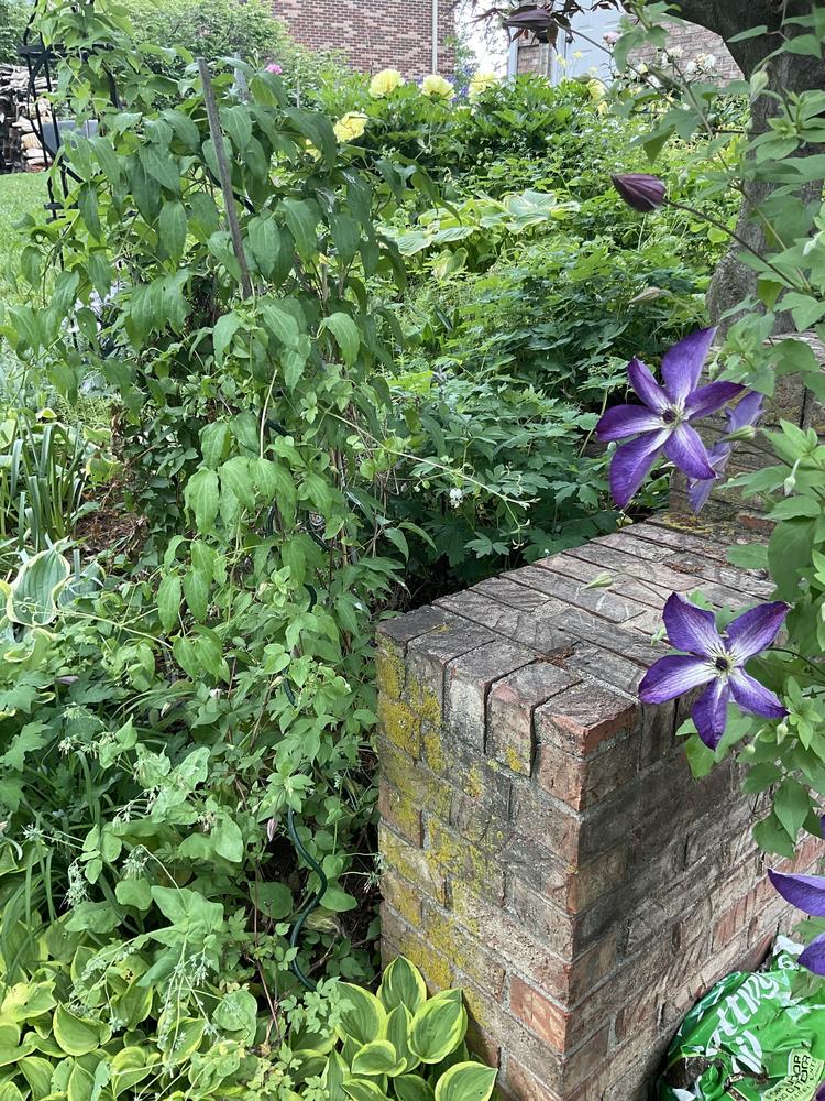 Photo of Clematis 'Jackmanii' uploaded by Pupjr