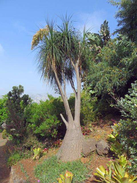 Photo of Ponytail Palm (Beaucarnea recurvata) uploaded by RuuddeBlock