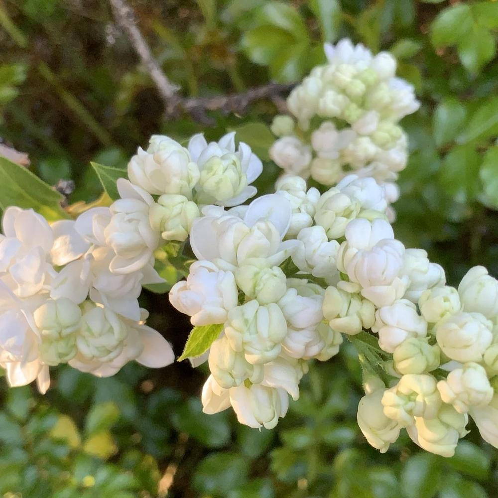 Photo of Common Lilac (Syringa vulgaris) uploaded by bumplbea