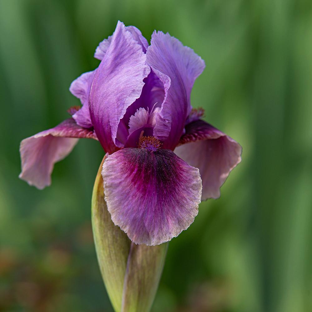 Photo of Arilbred Iris (Iris 'Shabaza') uploaded by dirtdorphins
