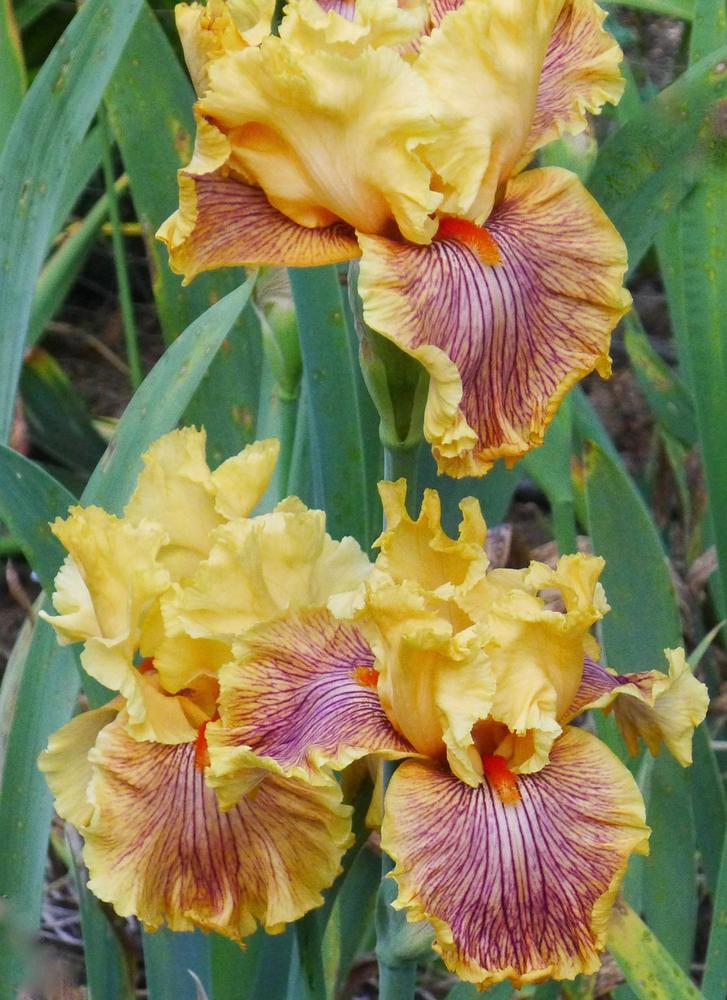 Photo of Tall Bearded Iris (Iris 'Teasing Tiger') uploaded by janwax