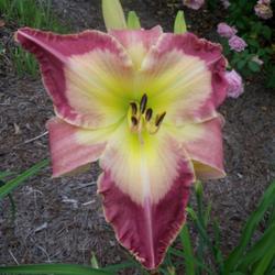 Location: My garden in northeast Texas
Date: 2023-05-17
First year to bloom and this is the second bloom, fabulous!